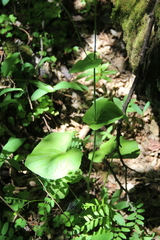 Doronicum macrophyllum