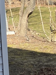 Sciurus carolinensis