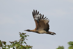 Neotis denhami denhami