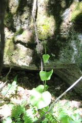 Doronicum macrophyllum