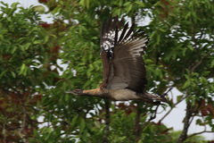 Neotis denhami denhami