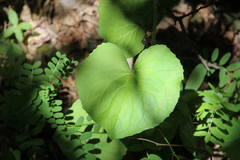 Doronicum macrophyllum