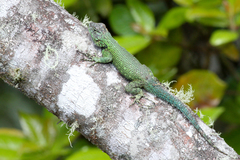 Sceloporus hondurensis