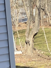 Sciurus carolinensis