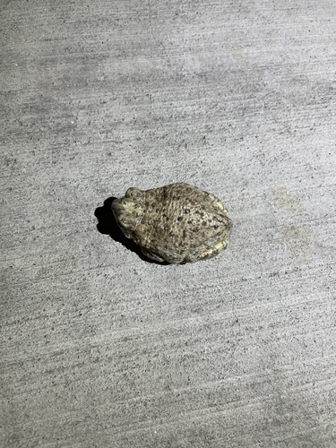 iNaturalist observation photo of Red-spotted Toad