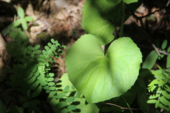 Doronicum macrophyllum