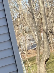 Sciurus carolinensis