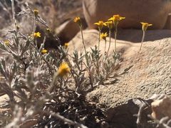 Thymophylla setifolia greggii