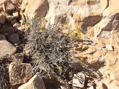 Thymophylla setifolia greggii