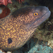 Yellowmargin Moray - Photo (c) Jean-Paul Cassez, some rights reserved (CC BY-NC), uploaded by Jean-Paul Cassez