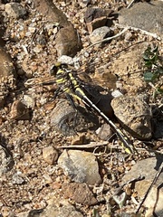 Gomphurus