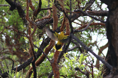 Oriolus auratus