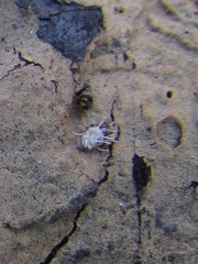 Gibellula leiopus