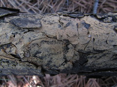 Rhizoctonia