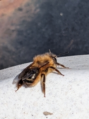 Osmia taurus