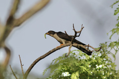 Pachycoccyx audeberti