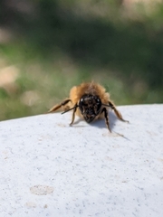 Osmia taurus