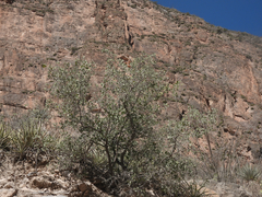 Senegalia crassifolia