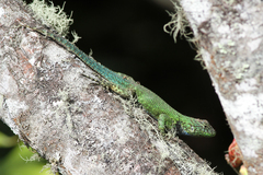 Sceloporus hondurensis