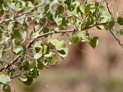 Senegalia crassifolia