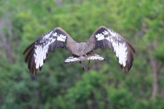 Neotis denhami denhami