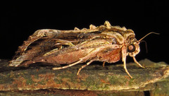 Spodoptera dolichos