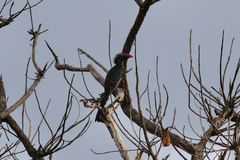 Horizocerus hartlaubi