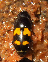 Glischrochilus fasciatus