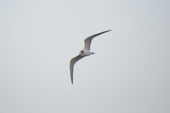 Gelochelidon nilotica