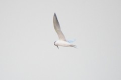 Gelochelidon nilotica