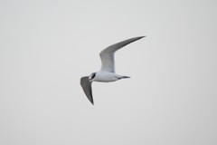 Gelochelidon nilotica