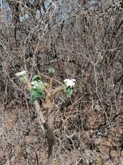 Cnidoscolus angustidens
