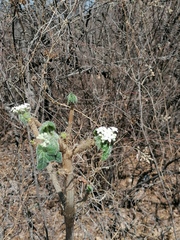Cnidoscolus angustidens