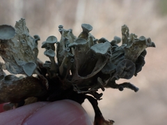 Ramalina sinensis