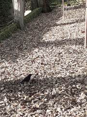 Turdus merula