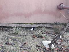 Pica pica
