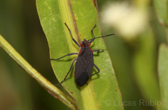 Jadera parapectoralis