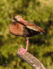 Dendrocygna autumnalis