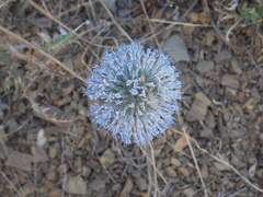 Echinops orientalis