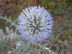 Echinops orientalis