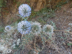 Echinops orientalis