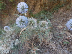 Echinops orientalis