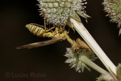 Paramantispa decorata