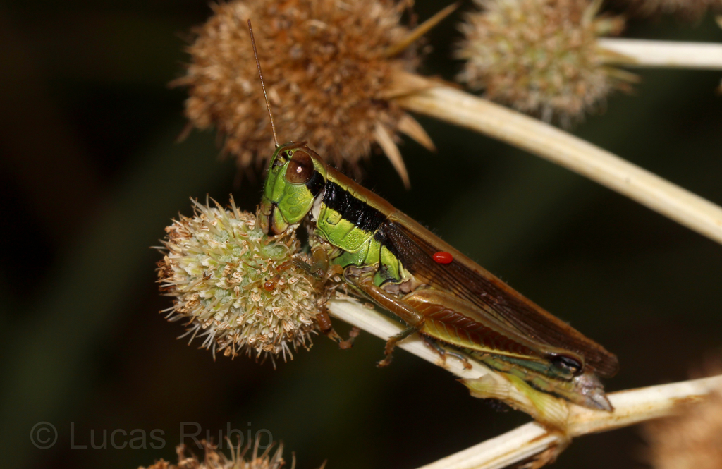 Scotussa impudica
