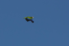 Amazona ventralis