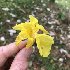 Handroanthus chrysanthus