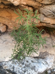 Choisya dumosa