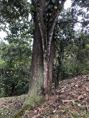 Handroanthus chrysanthus