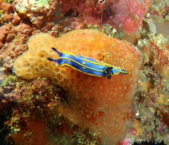 Felimare fontandraui