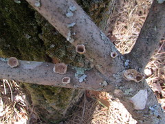 Scytinostroma artocreas